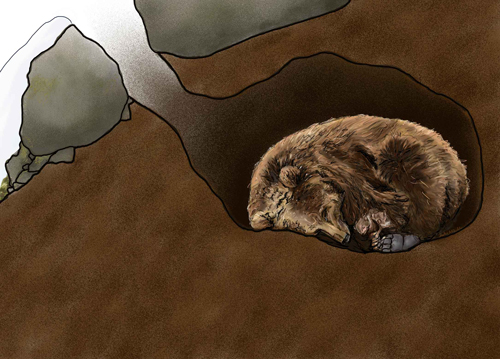 bear-in-den-illustration